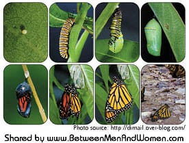 caterpillar-Chrysalis-transmogrify-BMWtext